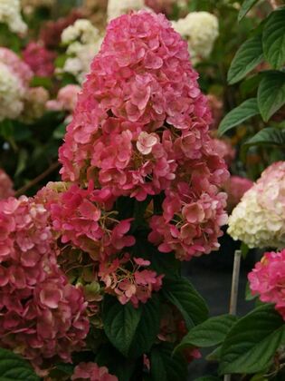 Гортензия метельчатая `Индиан Саммер`(Hydrangea paniculata `Living Indian Summer`)