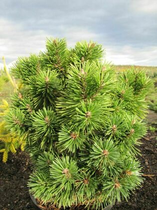 Сосна горная 'Rotundata'