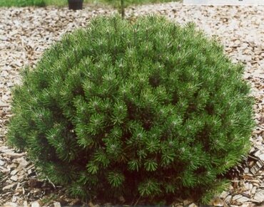 Сосна горная Лилипут (Pinus mugo 'Liliput')