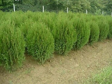 Туя западная Вагнери (Thuja occidentalis 'Wagneri')