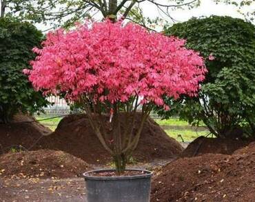 Бересклет европейский (Euonymus europaeus)