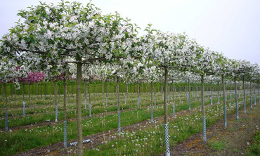 Яблоня гибридная Рудольф (Malus x hybrida 'Rudolph') форма "КРЫША"