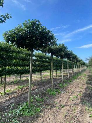 Липа мелколистная Гринспаер (Tilia cordata 'Greenspire') форма КРЫША