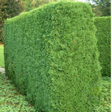 Туя западная Колумна (Thuja occidentalis 'Columna')