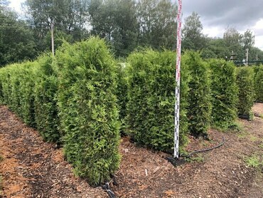 Туя западная Фастигиата (Thuja occidentalis 'Fastigiata')