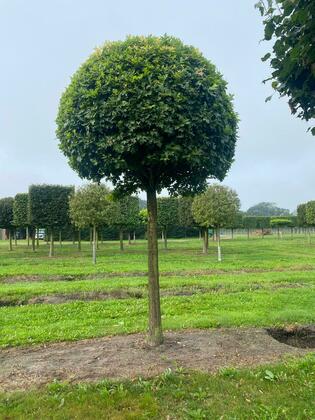 Боярышник Арнольда (Crataegus arnoldiana) форма "Шар" на штамбе
