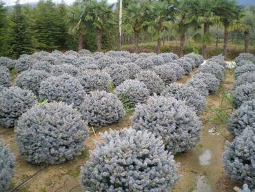 Ель колючая (Picea pungens) форма "ШАР"