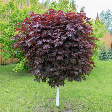 Клен остролистный Роял Ред (Acer platanoides 'Royal Red') Шар на штамбе