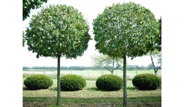 Липа мелколистная Гринспаер (Tilia cordata 'Greenspire') форма ШАР