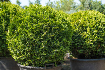 Туя западная Голден Брабант (Thuja occidentalis 'Golden Brabant') форма "ШАР"