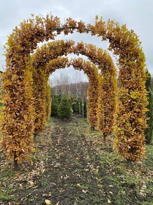 Дуб черешчатый Фастигиата Костер (Quercus robur 'Fastigiata Koster') АРКА