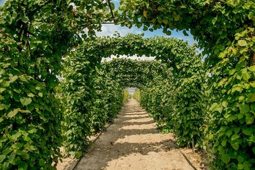 Липа крупнолистная Фастигиата (Tilia platyphyllos 'Fastigiata') АРКА