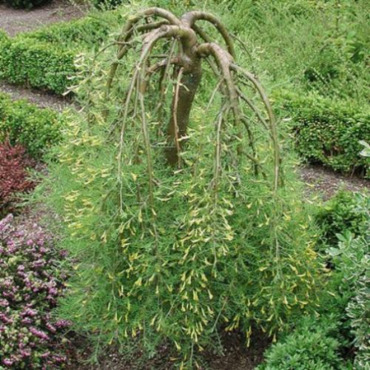 Карагана древовидная Пендула (Caragana arborescens 'Pendula') на изогнутом штамбе