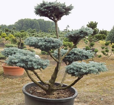 Ель колючая "Glauca Globosa" форма НИВАКИ