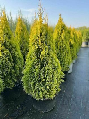 Туя западная Голден Смарагд (Thuja occidentalis 'Golden Smaragd') форма конус