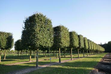 Липа мелколистная Гринспаер (Tilia cordata 'Greenspire') форма Куб