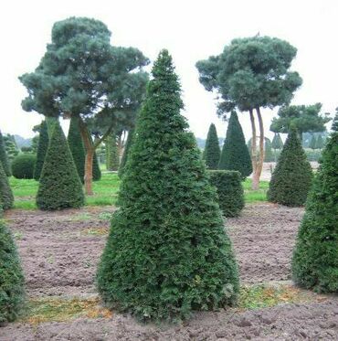 Ель чёрная форма "Конус"