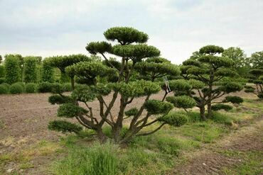 Сосна горная Пумилио (Pinus mugo 'Pumilio') форма НИВАКИ