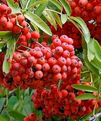 Рябина Красавица (Sorbus 'Krasavitsa')