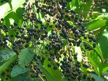 Черемуха Плотнокистная (Prunus maackii 'Plotnokistnaya')