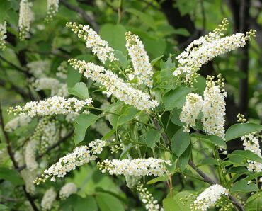 Черемуха поздняя (Prunus serotina)