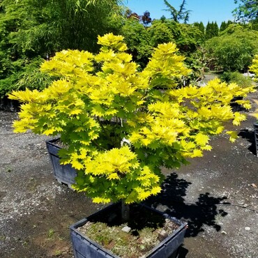 Клен каппадокийский Ауреум (Acer cappadocicum 'Aureum')