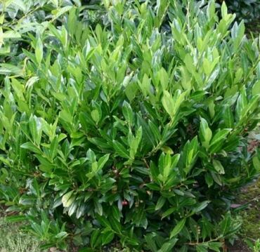 Лавровишня Ротундифолия (Prunus laurocerasus 'Rotundifolia')