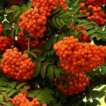 Рябина Бусинка (Sorbus 'Businka')