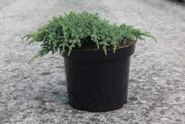 Можжевельник чешуйчатый "Little Joanna"