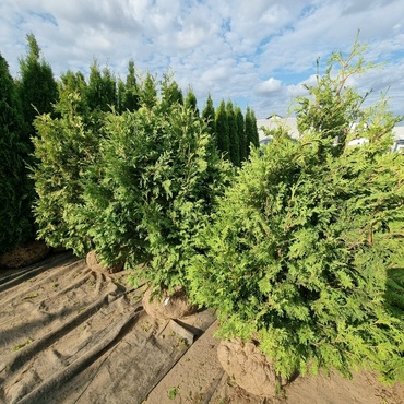 Туя западная Вареана Лютесценс (Thuja occidentalis 'Wareana Lutescens')