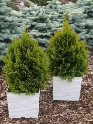 Туя западная Джилдед Дресс (Thuja occidentalis 'Gilded Dress')