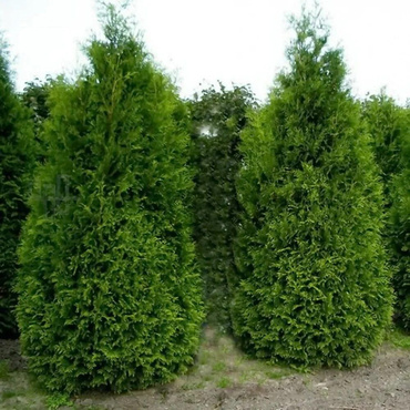 Туя западная Кинг оф Брабант (Thuja occidentalis 'King of Brabant')