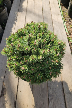 Сосна горная Альгой (Pinus mugo 'Allgau')