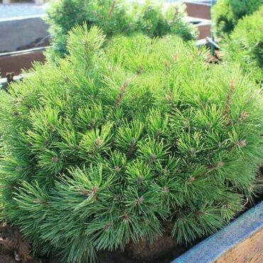 Сосна горная Грюн Велл (Pinus mugo 'Grun Welle')