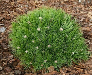 Сосна густоцветковая Лоу Глоу (Pinus densiflora 'Low Glow')
