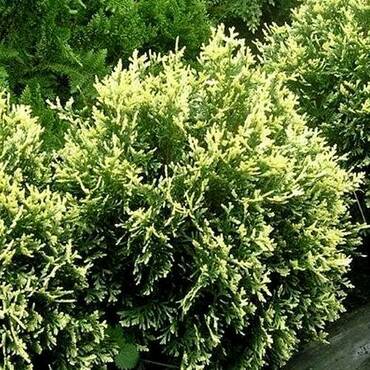 Туя западная Голдперле (Thuja occidentalis 'Goldperle')