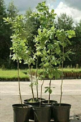 Дуб двухцветный (Quercus bicolor)