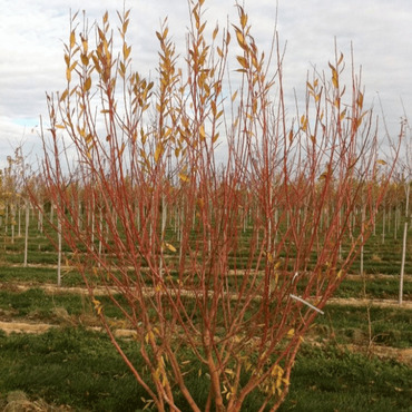 Ива гибридная (Salix x hybrida) оранжевокорая плакучая