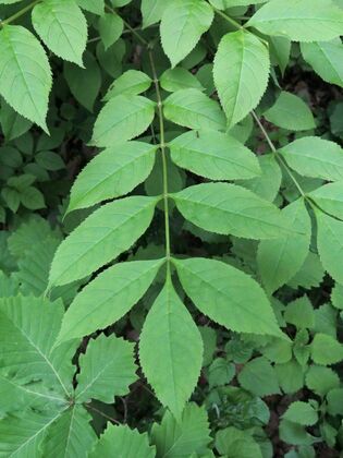 Ясень маньчжурский (Fraxinus mandshurica)