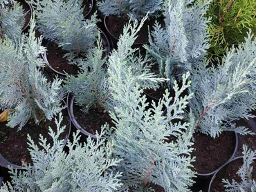 Кипарисовик Лавсона Ван Пелтс Блю (Chamaecyparis lawsoniana 'Van Pelt\'s Blue')