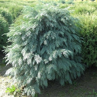 Кипарисовик Лавсона Глобоза (Chamaecyparis lawsoniana 'Globosa')