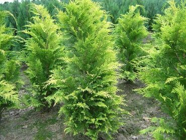 Кипарисовик Лавсона Стардаст (Chamaecyparis lawsoniana 'Stardust')