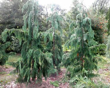Кипарисовик нутканский Глаука (Cupressus nootkatensis 'Glauca')