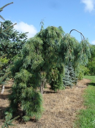 Сосна веймутова Пендула (Pinus strobus 'Pendula')