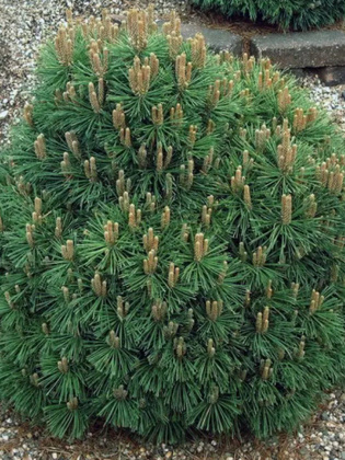 Сосна горная крючковатая (Pinus mugo subsp. uncinata)