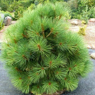 Сосна Джеффри Йоппи (Pinus jeffreyi 'Joppi')