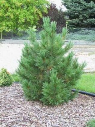 Сосна кедровая Блю Маунд (Pinus cembra 'Blue Mound')