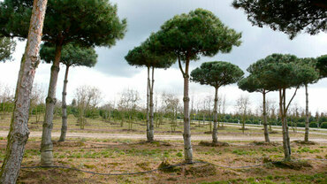 Сосна обыкновенная (Pinus sylvestris) форма Пиния