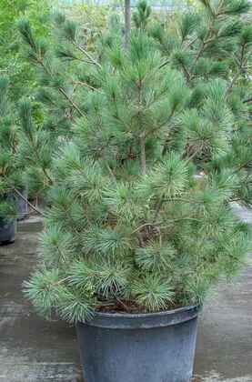 Сосна румелийская