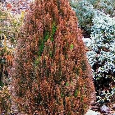 Туя восточная Морган (Platycladus orientalis 'Morgan')